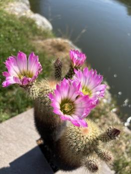 Preview: Echinocereus websterianus